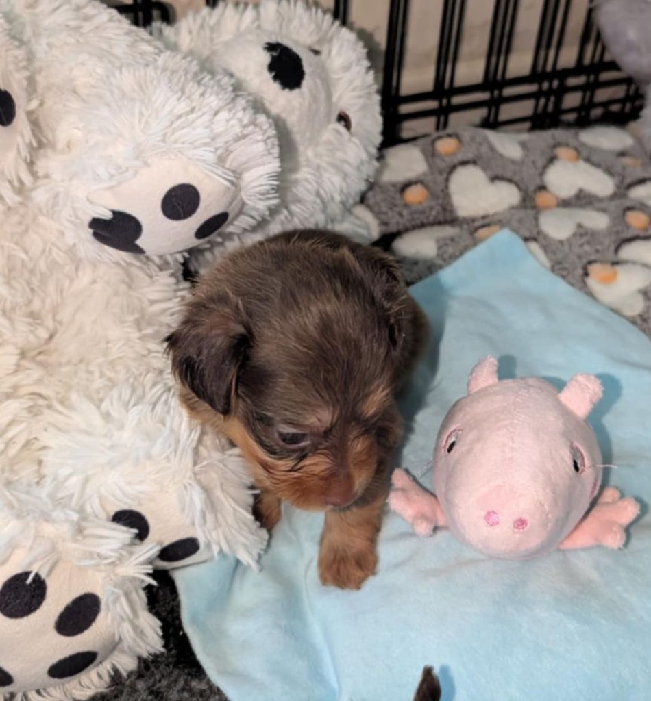 au Royaume D'ultra - Chiots disponibles - Russkiy Toy (Petit Chien Russe)