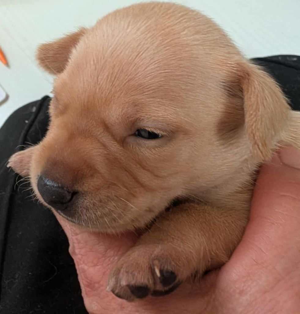 au Royaume D'ultra - Chiots disponibles - Russkiy Toy (Petit Chien Russe)