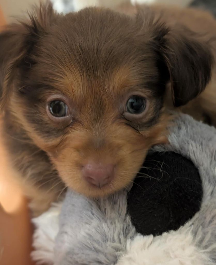 au Royaume D'ultra - Chiots disponibles - Russkiy Toy (Petit Chien Russe)
