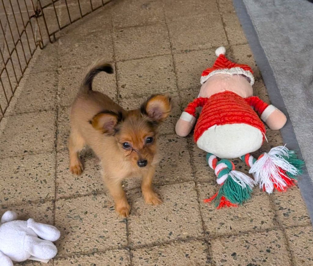 au Royaume D'ultra - Chiots disponibles - Russkiy Toy (Petit Chien Russe)