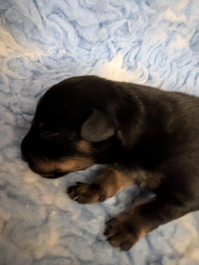 Chiot Russkiy Toy (Petit Chien Russe) au Royaume D'ultra