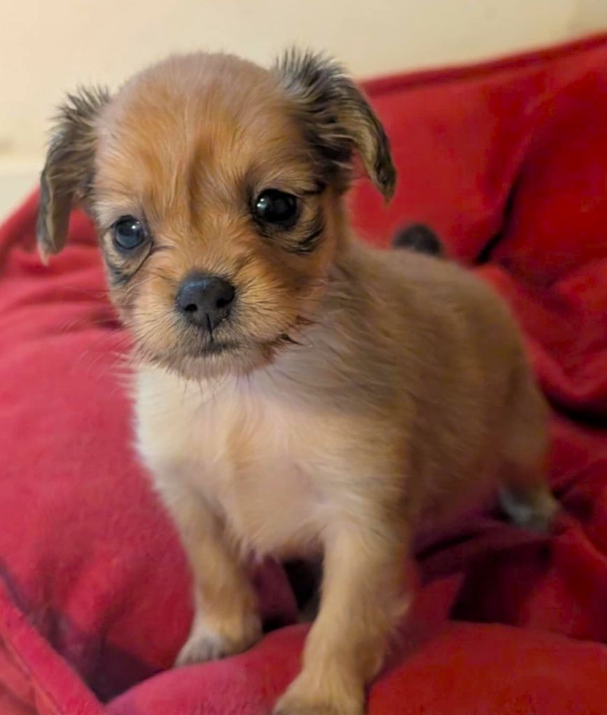 au Royaume D'ultra - Chiots disponibles - Russkiy Toy (Petit Chien Russe)