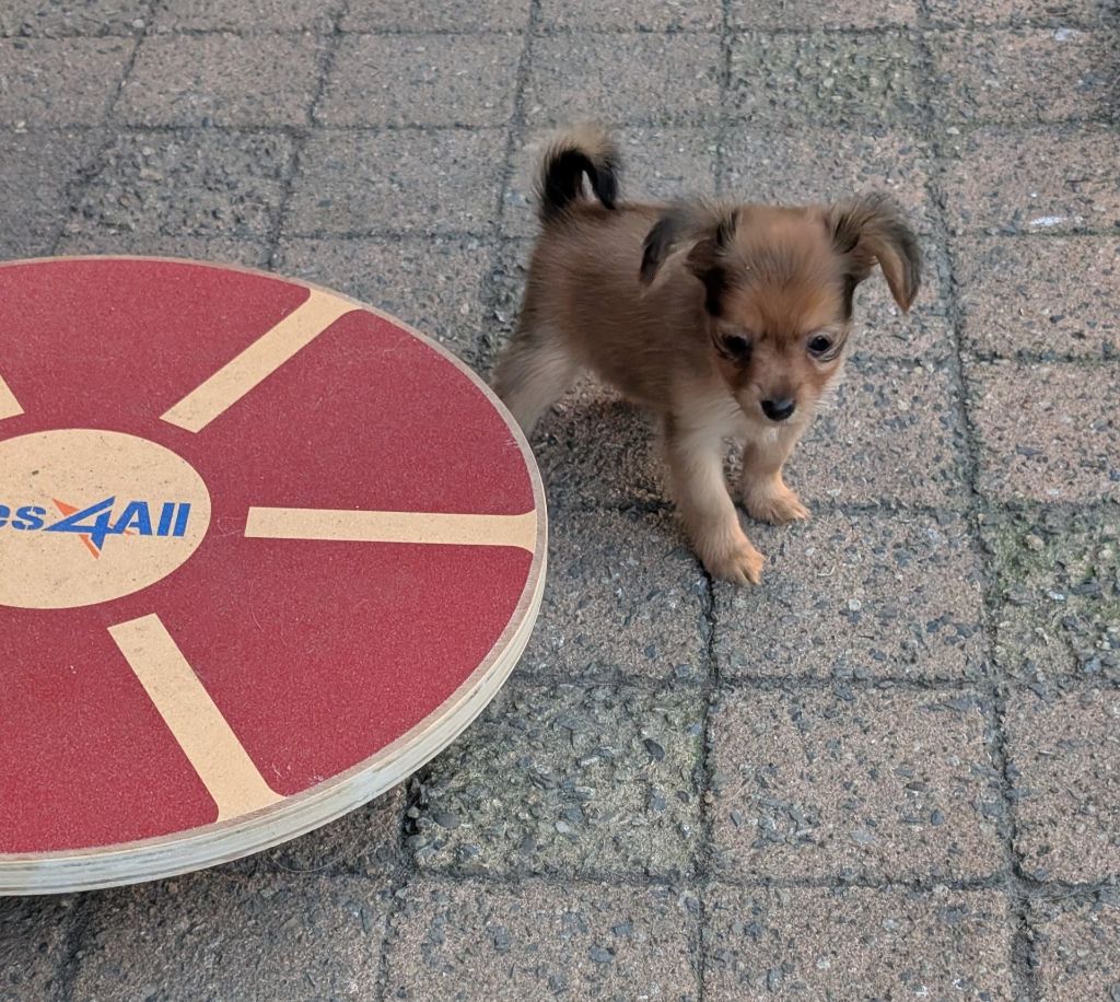 au Royaume D'ultra - Chiots disponibles - Russkiy Toy (Petit Chien Russe)