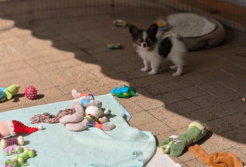 Chiot Epagneul nain Continental (Papillon) au Royaume D'ultra