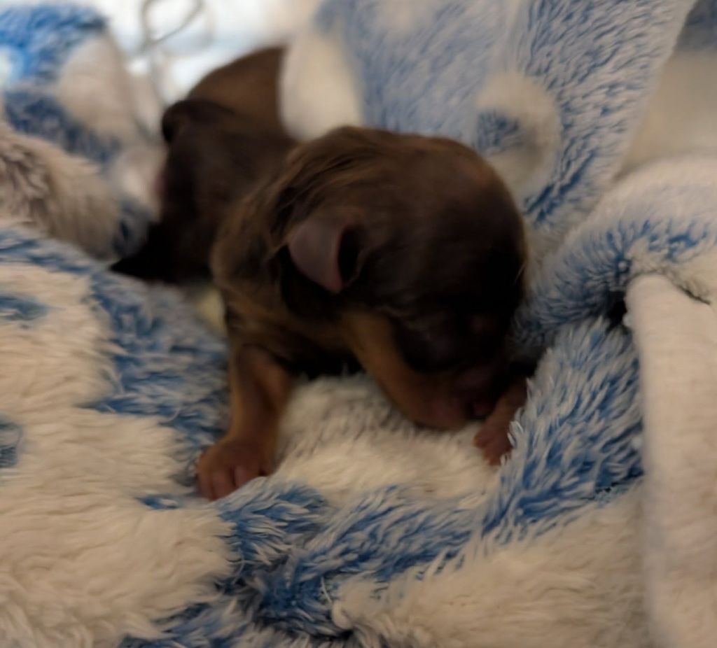 au Royaume D'ultra - Chiots disponibles - Russkiy Toy (Petit Chien Russe)