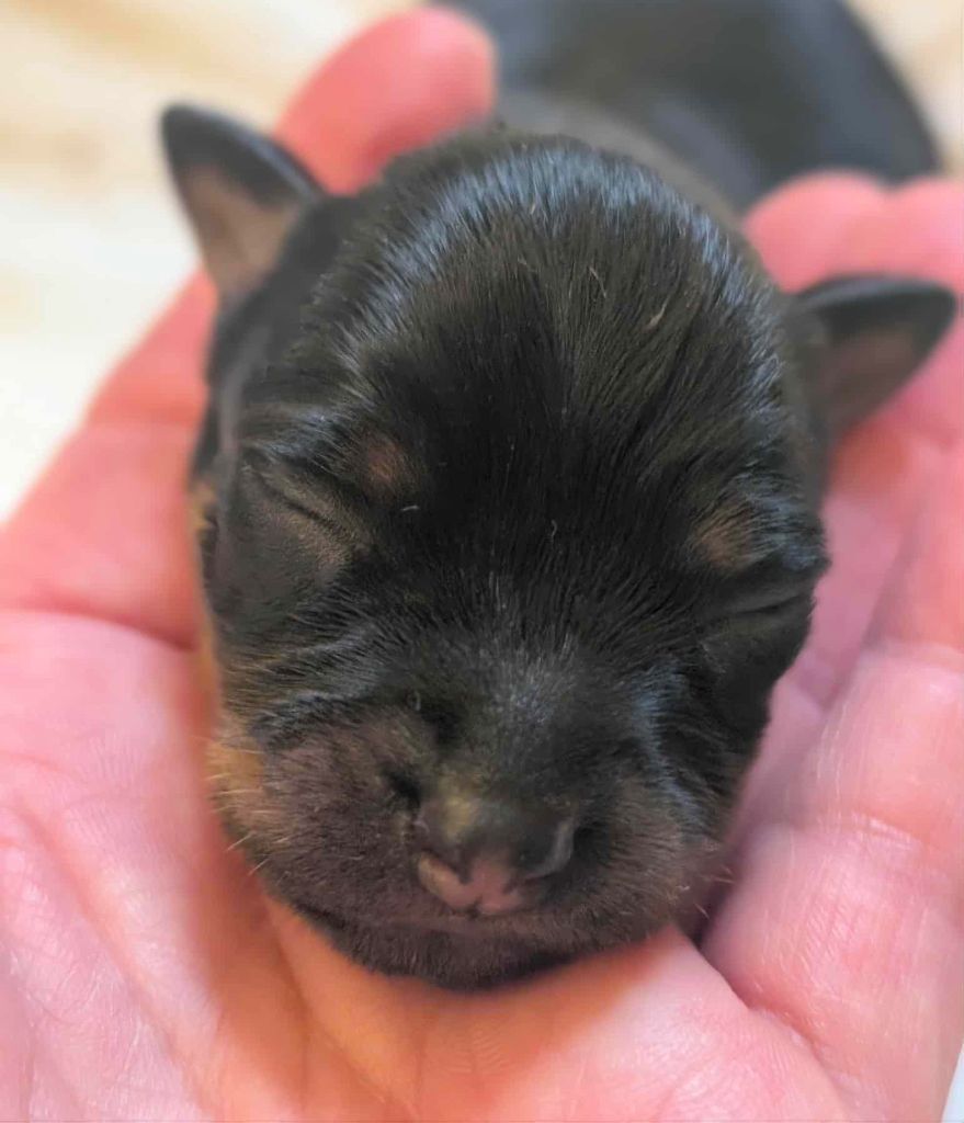au Royaume D'ultra - Chiots disponibles - Russkiy Toy (Petit Chien Russe)