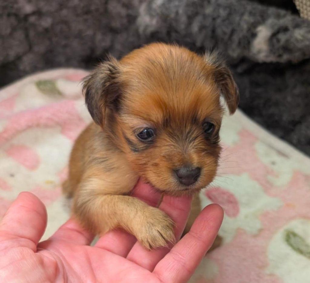 au Royaume D'ultra - Chiots disponibles - Russkiy Toy (Petit Chien Russe)