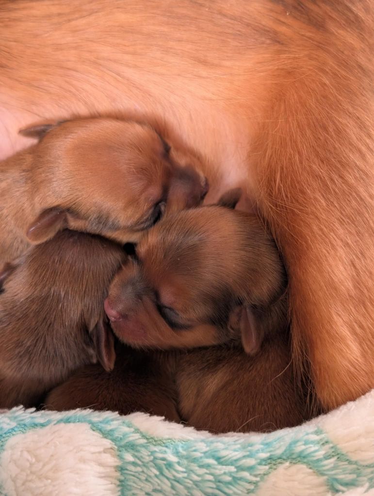 Chiot Russkiy Toy (Petit Chien Russe) au Royaume D'ultra