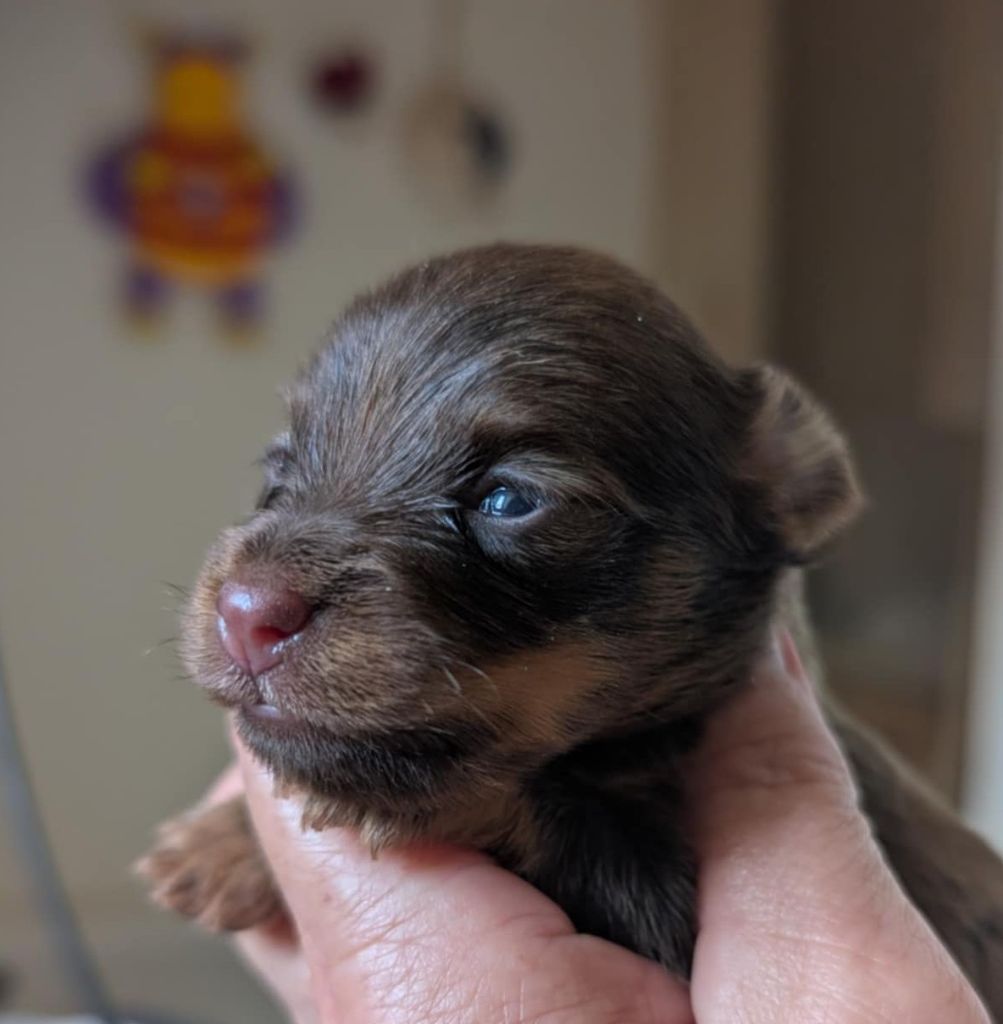 au Royaume D'ultra - Chiots disponibles - Russkiy Toy (Petit Chien Russe)