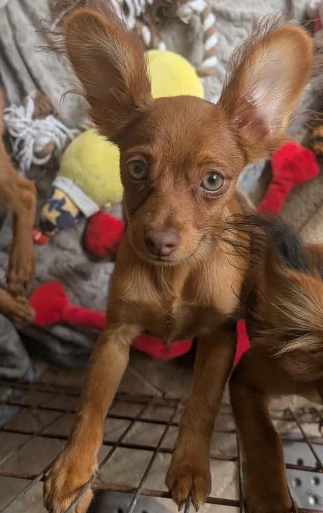 au Royaume D'ultra - Chiots disponibles - Russkiy Toy (Petit Chien Russe)