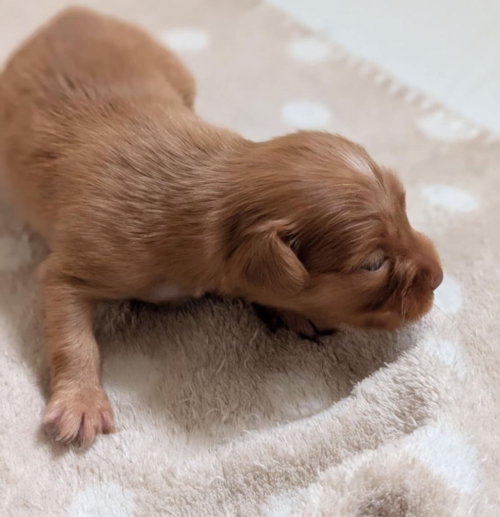 au Royaume D'ultra - Chiots disponibles - Russkiy Toy (Petit Chien Russe)