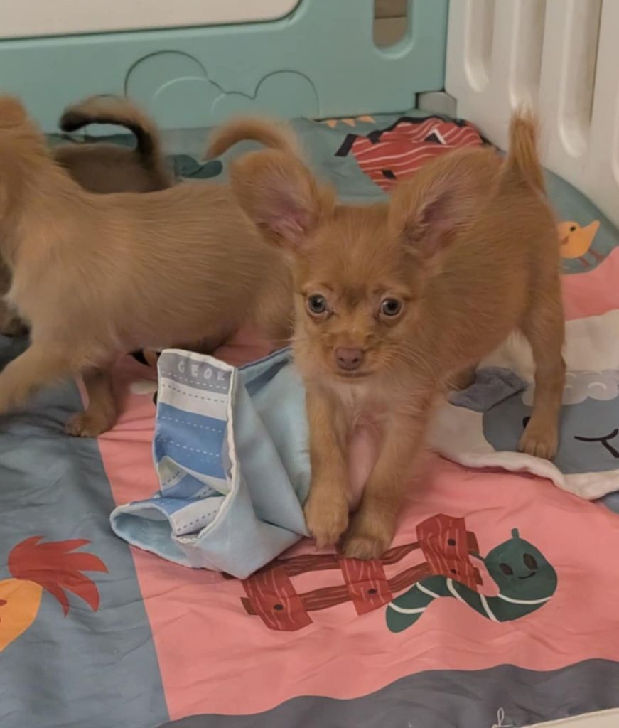 au Royaume D'ultra - Chiots disponibles - Russkiy Toy (Petit Chien Russe)