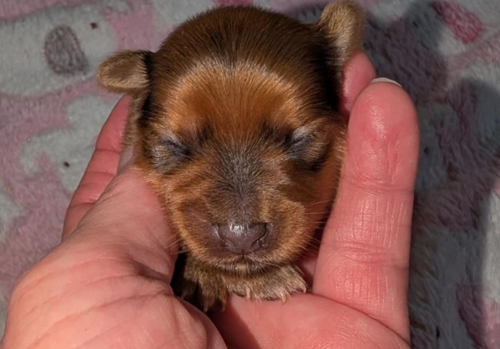 au Royaume D'ultra - Chiots disponibles - Russkiy Toy (Petit Chien Russe)