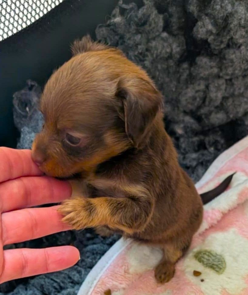 au Royaume D'ultra - Chiots disponibles - Russkiy Toy (Petit Chien Russe)