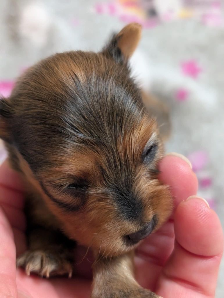 au Royaume D'ultra - Chiots disponibles - Russkiy Toy (Petit Chien Russe)