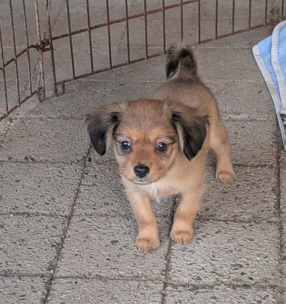 au Royaume D'ultra - Chiots disponibles - Russkiy Toy (Petit Chien Russe)