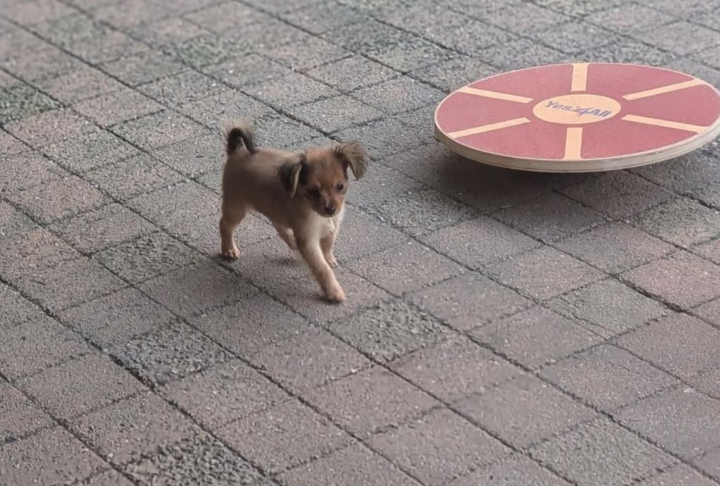 au Royaume D'ultra - Chiots disponibles - Russkiy Toy (Petit Chien Russe)