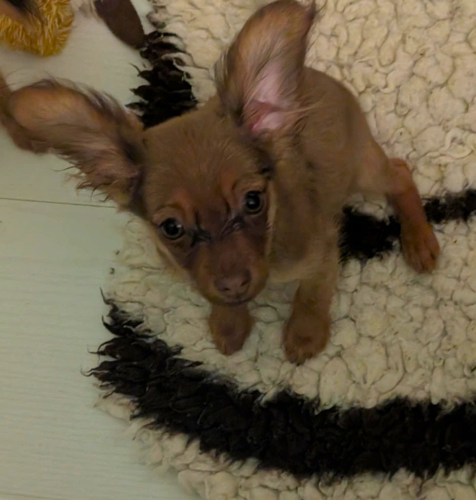 au Royaume D'ultra - Chiots disponibles - Russkiy Toy (Petit Chien Russe)