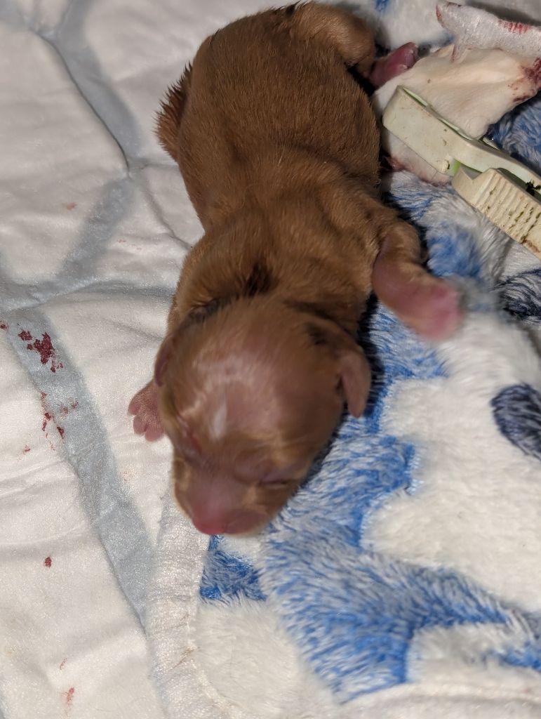 au Royaume D'ultra - Chiots disponibles - Russkiy Toy (Petit Chien Russe)