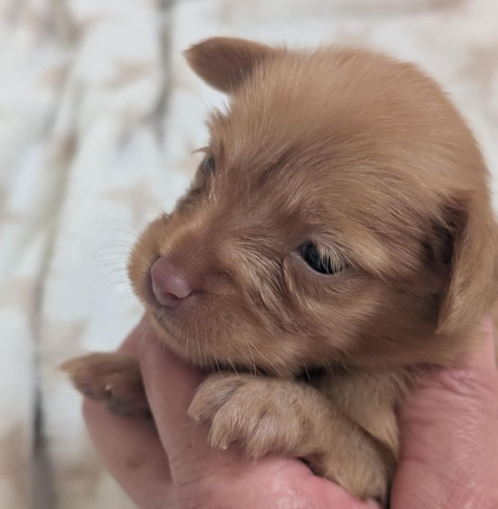 Chiot Russkiy Toy (Petit Chien Russe) au Royaume D'ultra