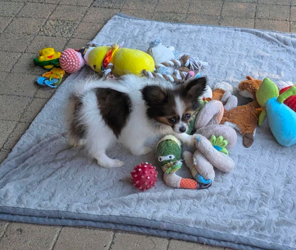 Chiot Epagneul nain Continental (Papillon) au Royaume D'ultra