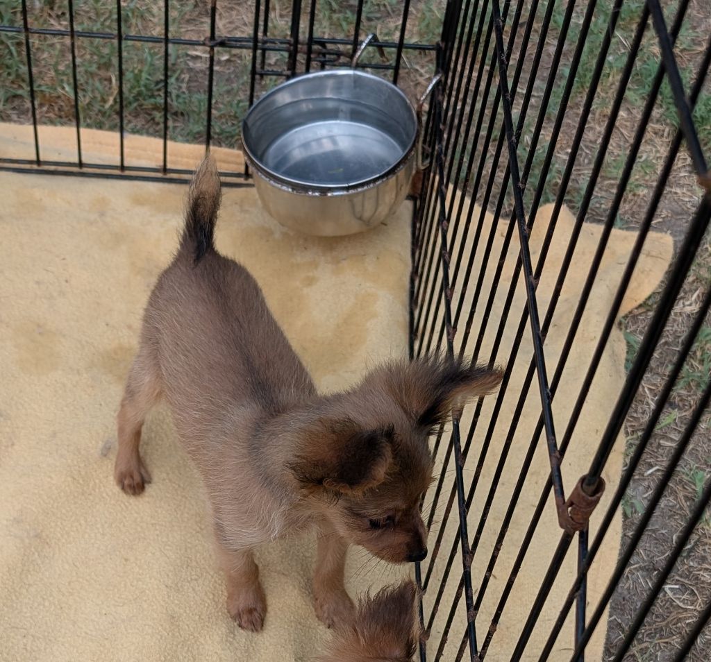 au Royaume D'ultra - Chiots disponibles - Russkiy Toy (Petit Chien Russe)