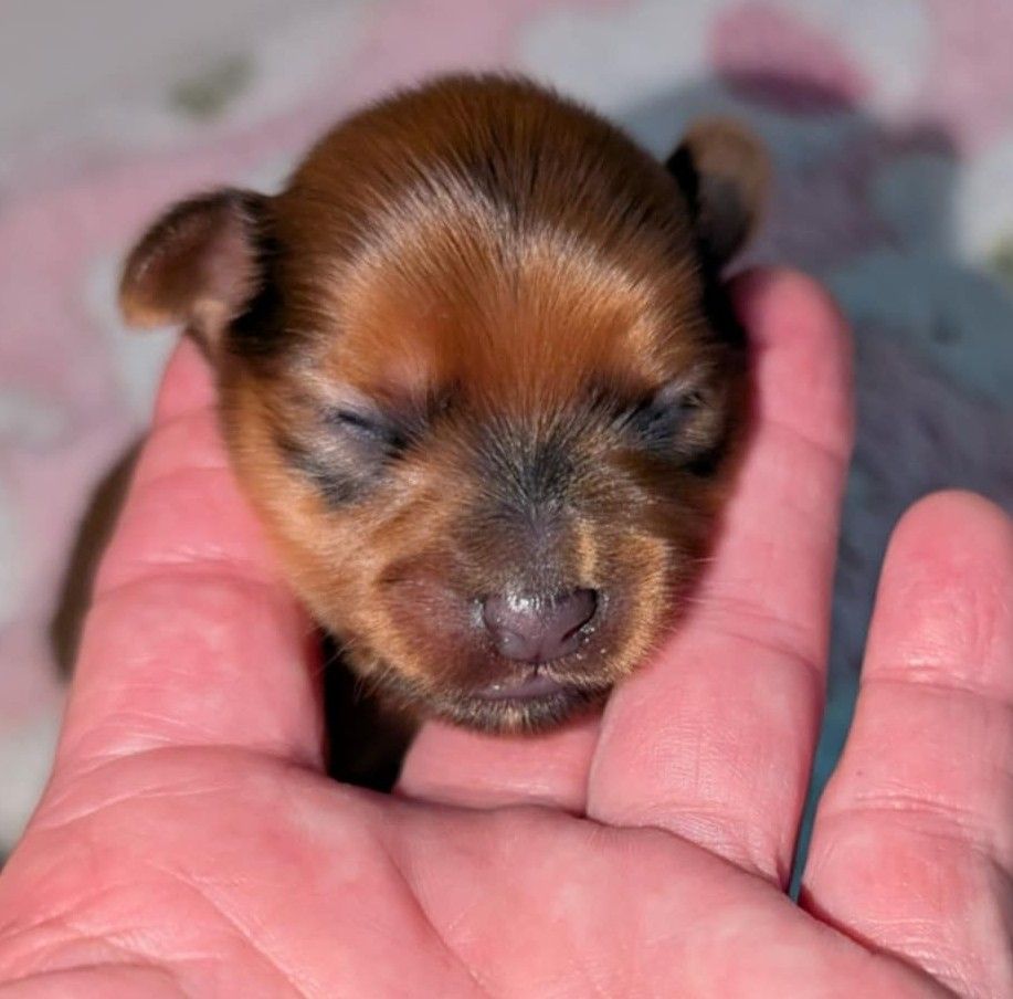 au Royaume D'ultra - Chiots disponibles - Russkiy Toy (Petit Chien Russe)