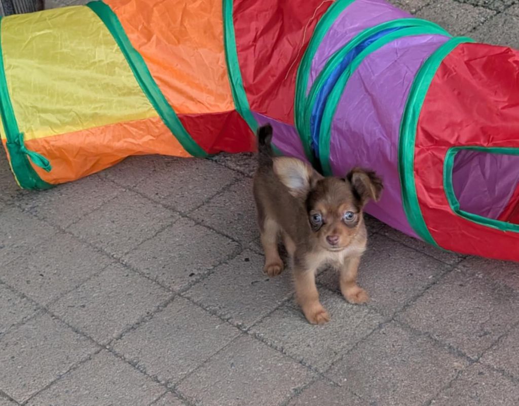 au Royaume D'ultra - Chiots disponibles - Russkiy Toy (Petit Chien Russe)