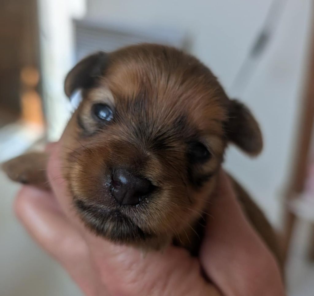 au Royaume D'ultra - Chiots disponibles - Russkiy Toy (Petit Chien Russe)