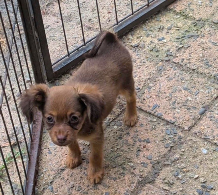 au Royaume D'ultra - Chiots disponibles - Russkiy Toy (Petit Chien Russe)