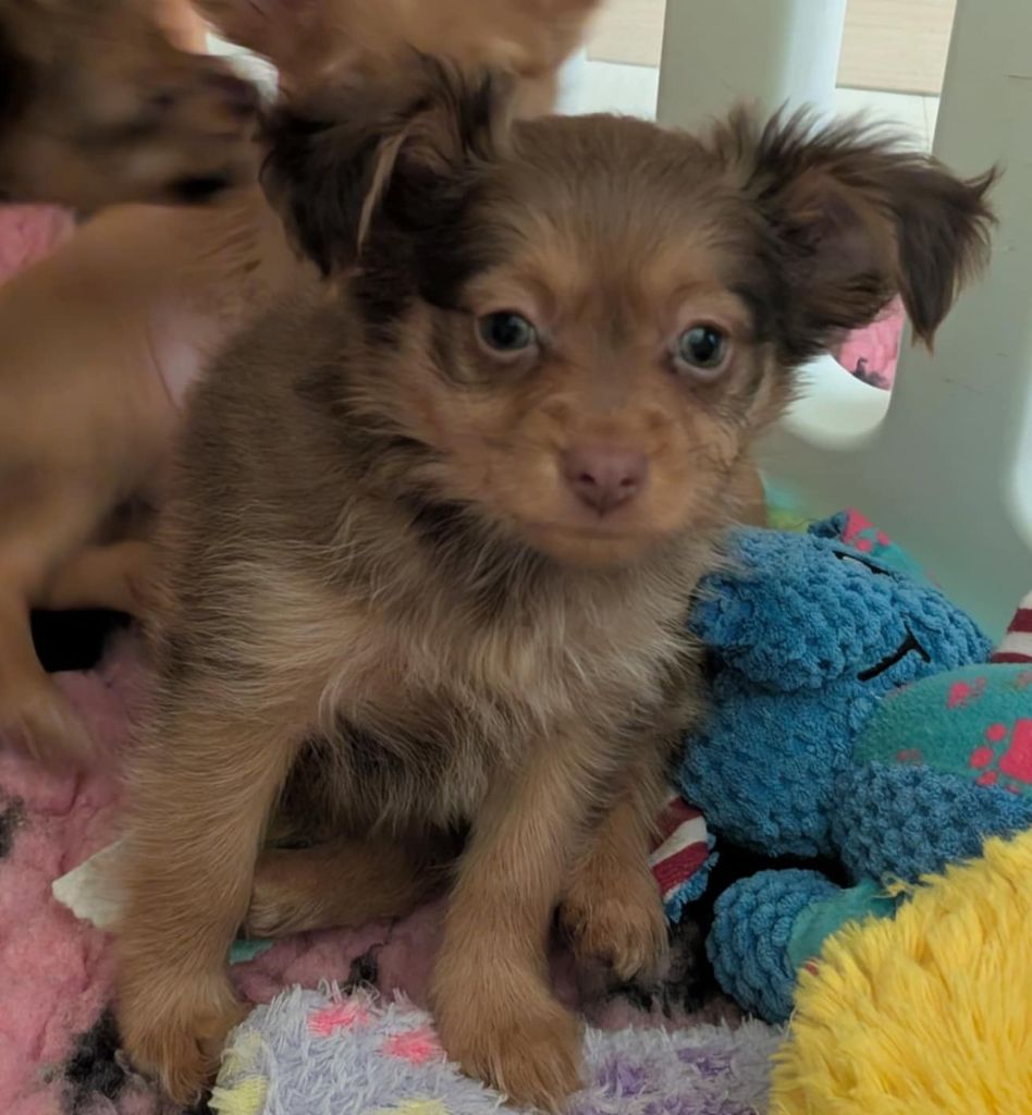 au Royaume D'ultra - Chiots disponibles - Russkiy Toy (Petit Chien Russe)