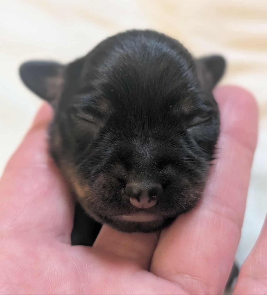 au Royaume D'ultra - Chiots disponibles - Russkiy Toy (Petit Chien Russe)