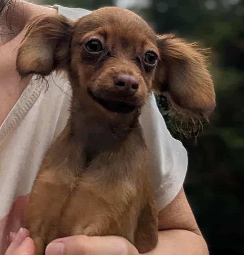 au Royaume D'ultra - Chiots disponibles - Russkiy Toy (Petit Chien Russe)