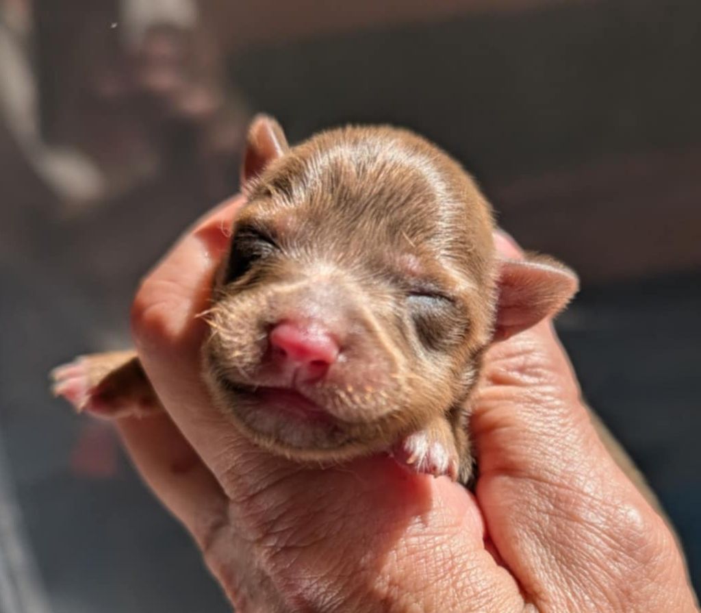 au Royaume D'ultra - Chiots disponibles - Russkiy Toy (Petit Chien Russe)