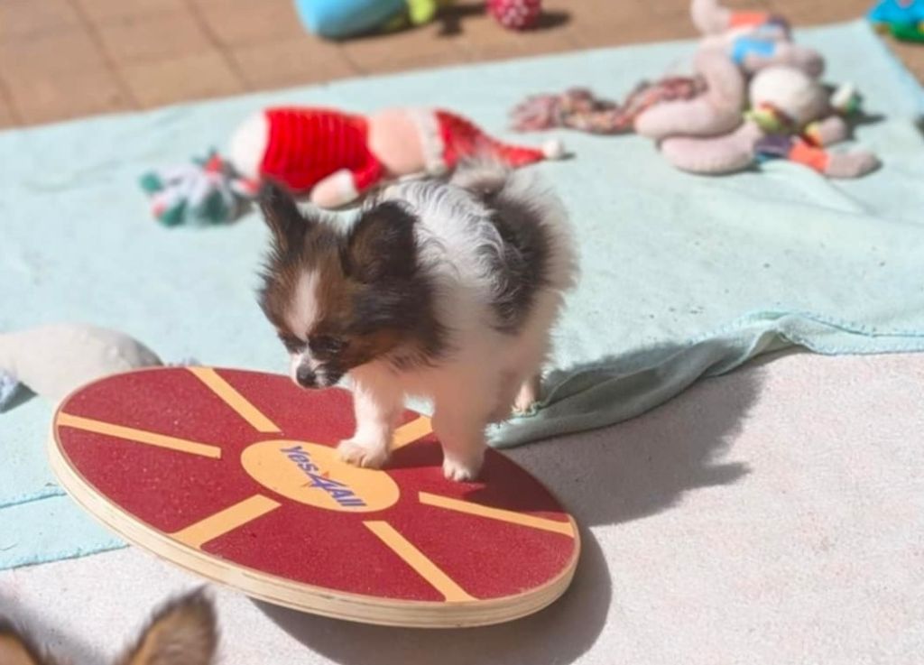 au Royaume D'ultra - Chiots disponibles - Epagneul nain Continental (Papillon)