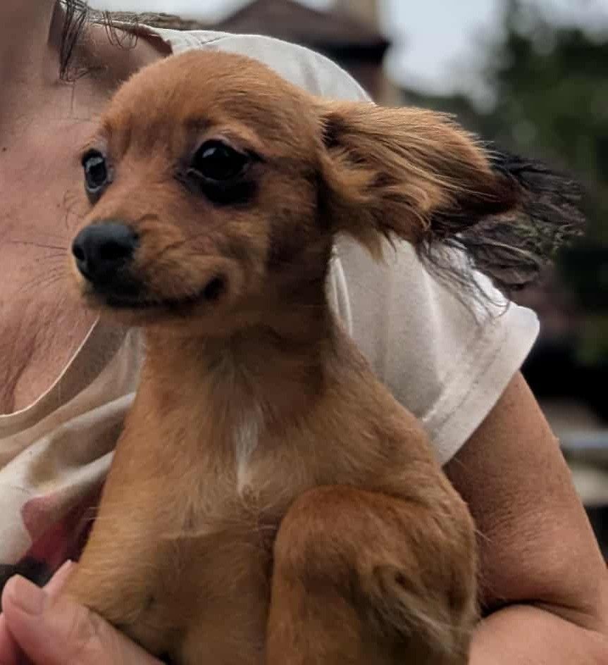 au Royaume D'ultra - Chiots disponibles - Russkiy Toy (Petit Chien Russe)