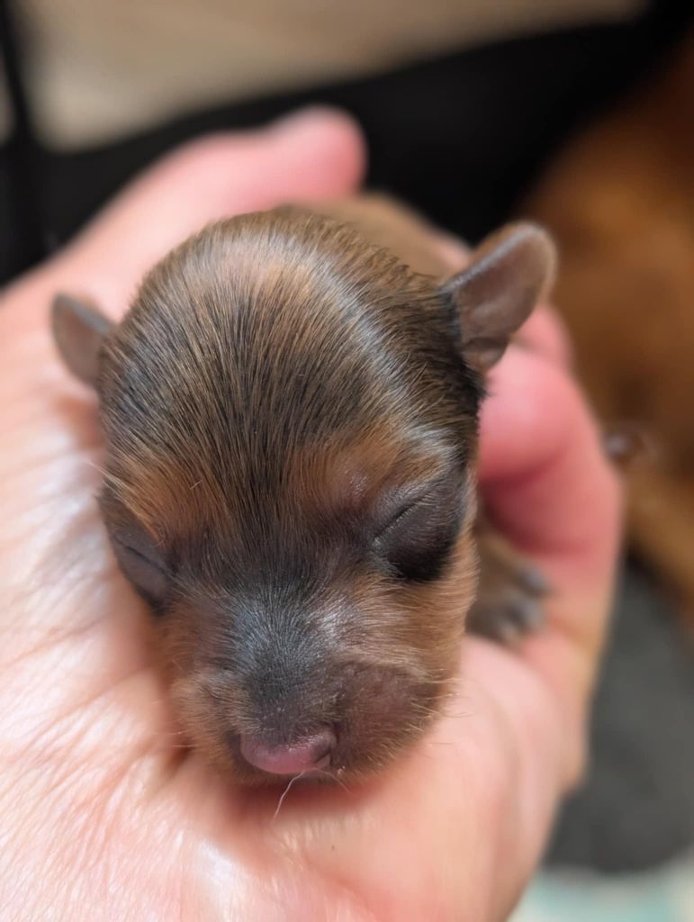 au Royaume D'ultra - Chiots disponibles - Russkiy Toy (Petit Chien Russe)