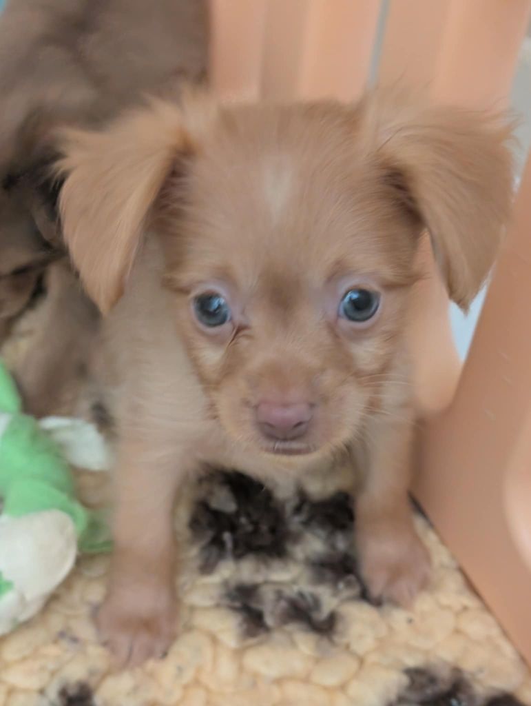 au Royaume D'ultra - Chiots disponibles - Russkiy Toy (Petit Chien Russe)
