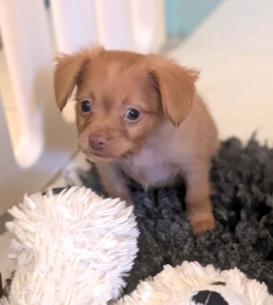 au Royaume D'ultra - Chiots disponibles - Russkiy Toy (Petit Chien Russe)