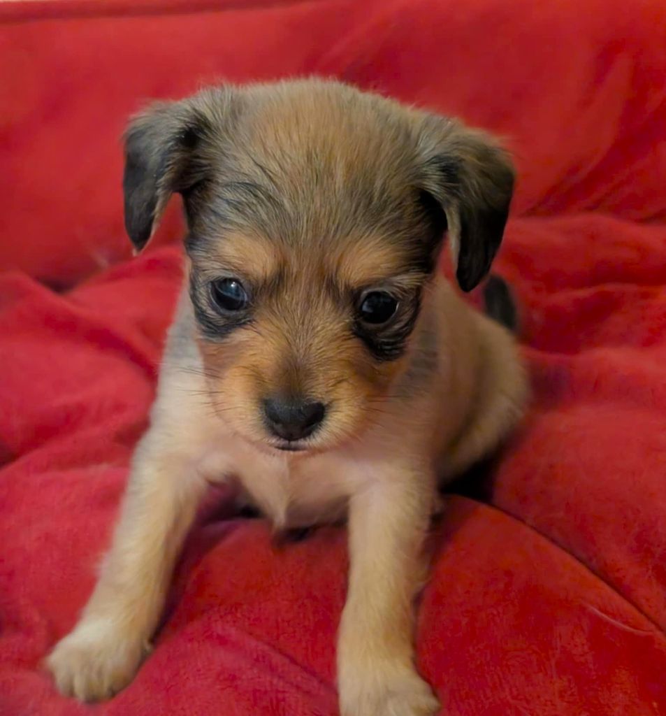 au Royaume D'ultra - Chiots disponibles - Russkiy Toy (Petit Chien Russe)