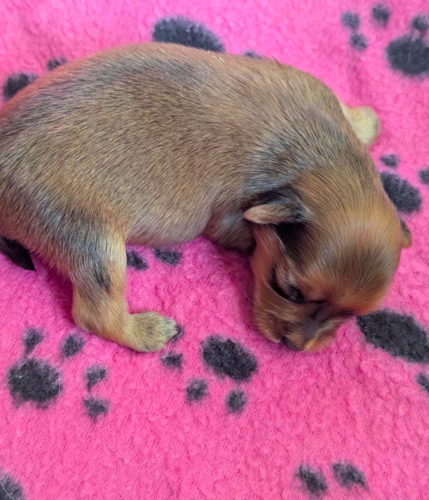 au Royaume D'ultra - Chiots disponibles - Russkiy Toy (Petit Chien Russe)