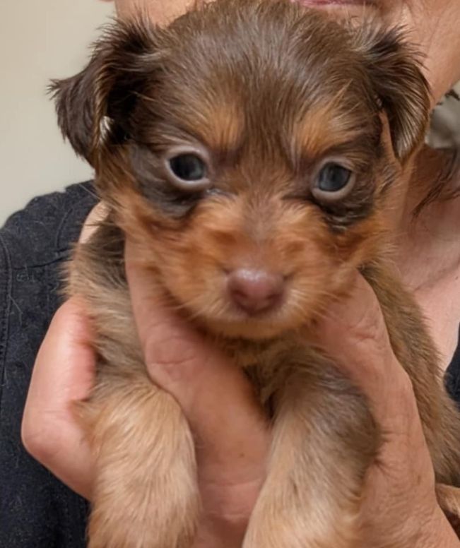 au Royaume D'ultra - Chiots disponibles - Russkiy Toy (Petit Chien Russe)