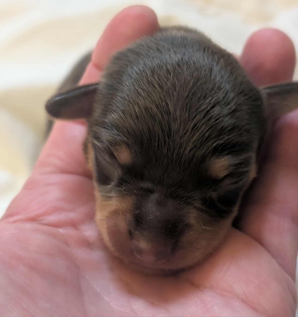 au Royaume D'ultra - Chiots disponibles - Russkiy Toy (Petit Chien Russe)
