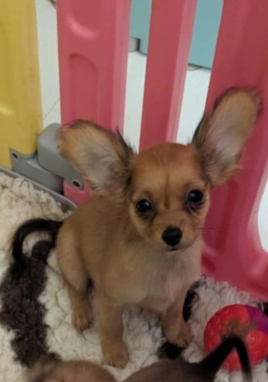 au Royaume D'ultra - Chiots disponibles - Russkiy Toy (Petit Chien Russe)