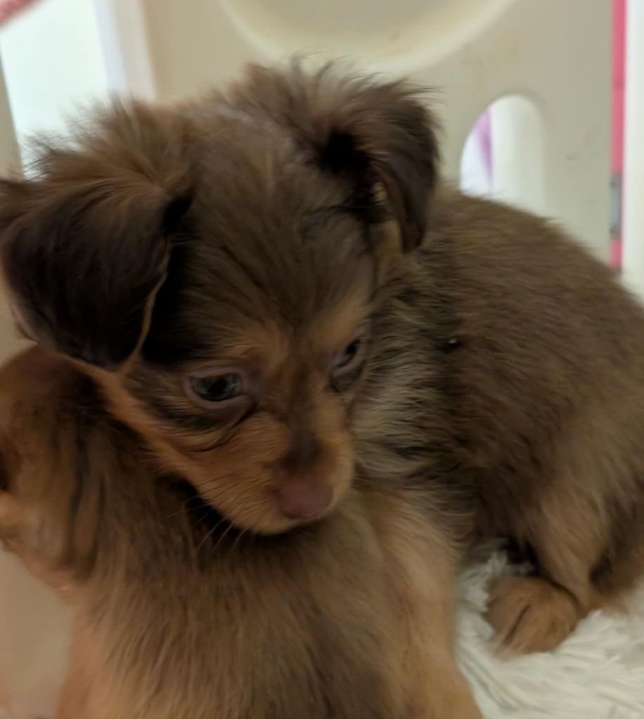 au Royaume D'ultra - Chiots disponibles - Russkiy Toy (Petit Chien Russe)
