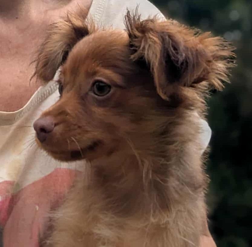 au Royaume D'ultra - Chiots disponibles - Russkiy Toy (Petit Chien Russe)
