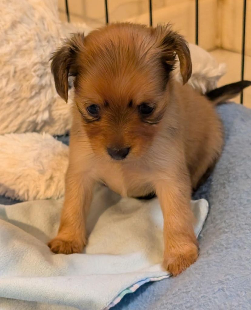 au Royaume D'ultra - Chiots disponibles - Russkiy Toy (Petit Chien Russe)