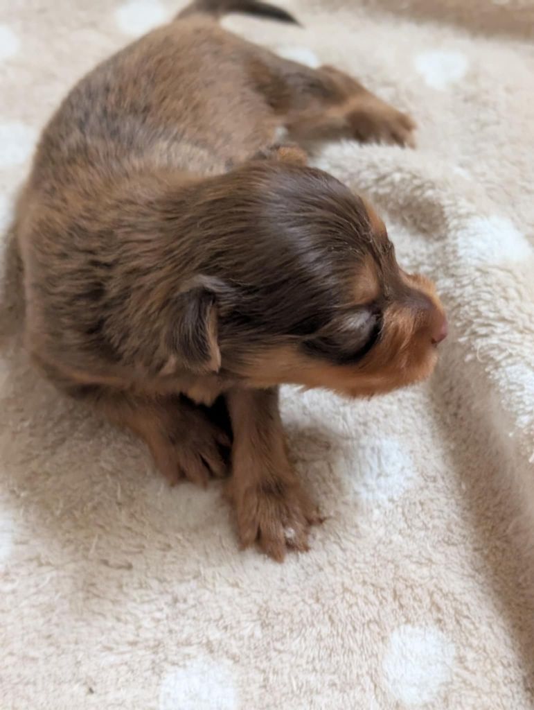 au Royaume D'ultra - Chiots disponibles - Russkiy Toy (Petit Chien Russe)