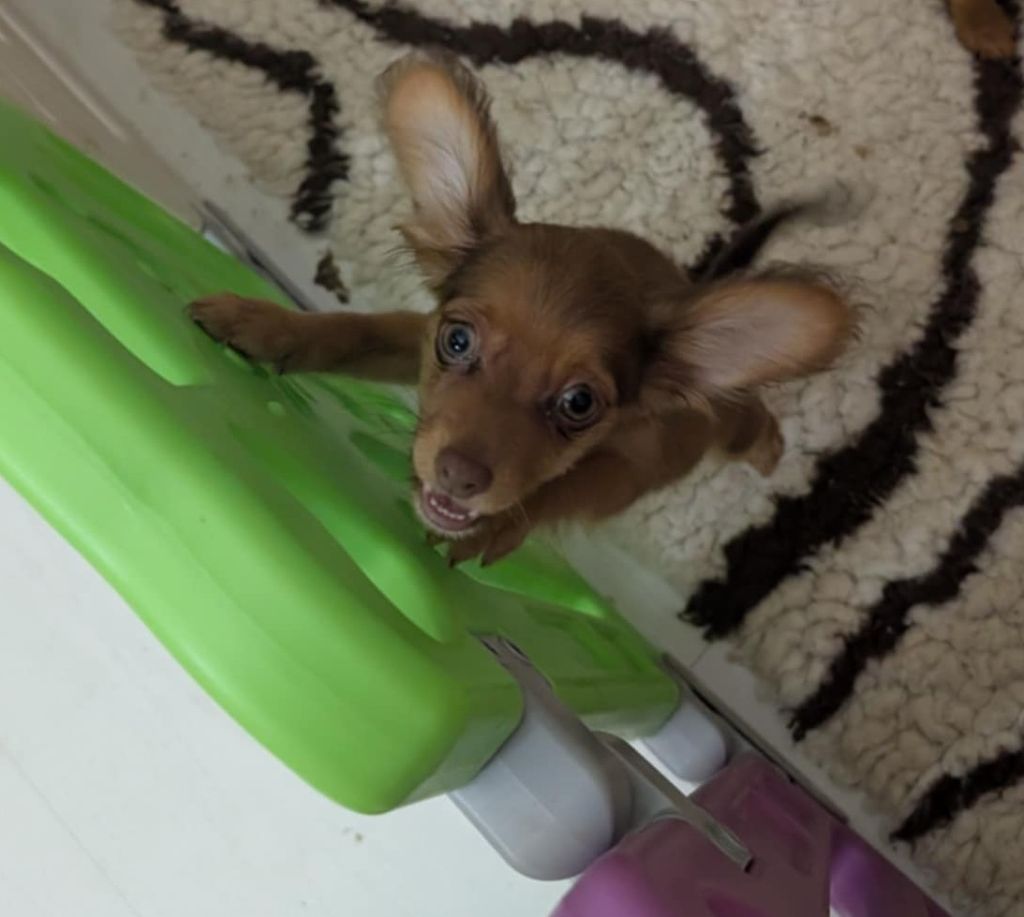 au Royaume D'ultra - Chiots disponibles - Russkiy Toy (Petit Chien Russe)