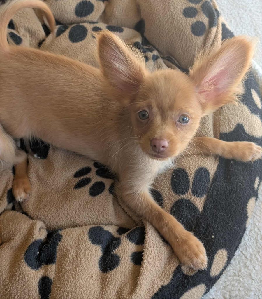 au Royaume D'ultra - Chiots disponibles - Russkiy Toy (Petit Chien Russe)